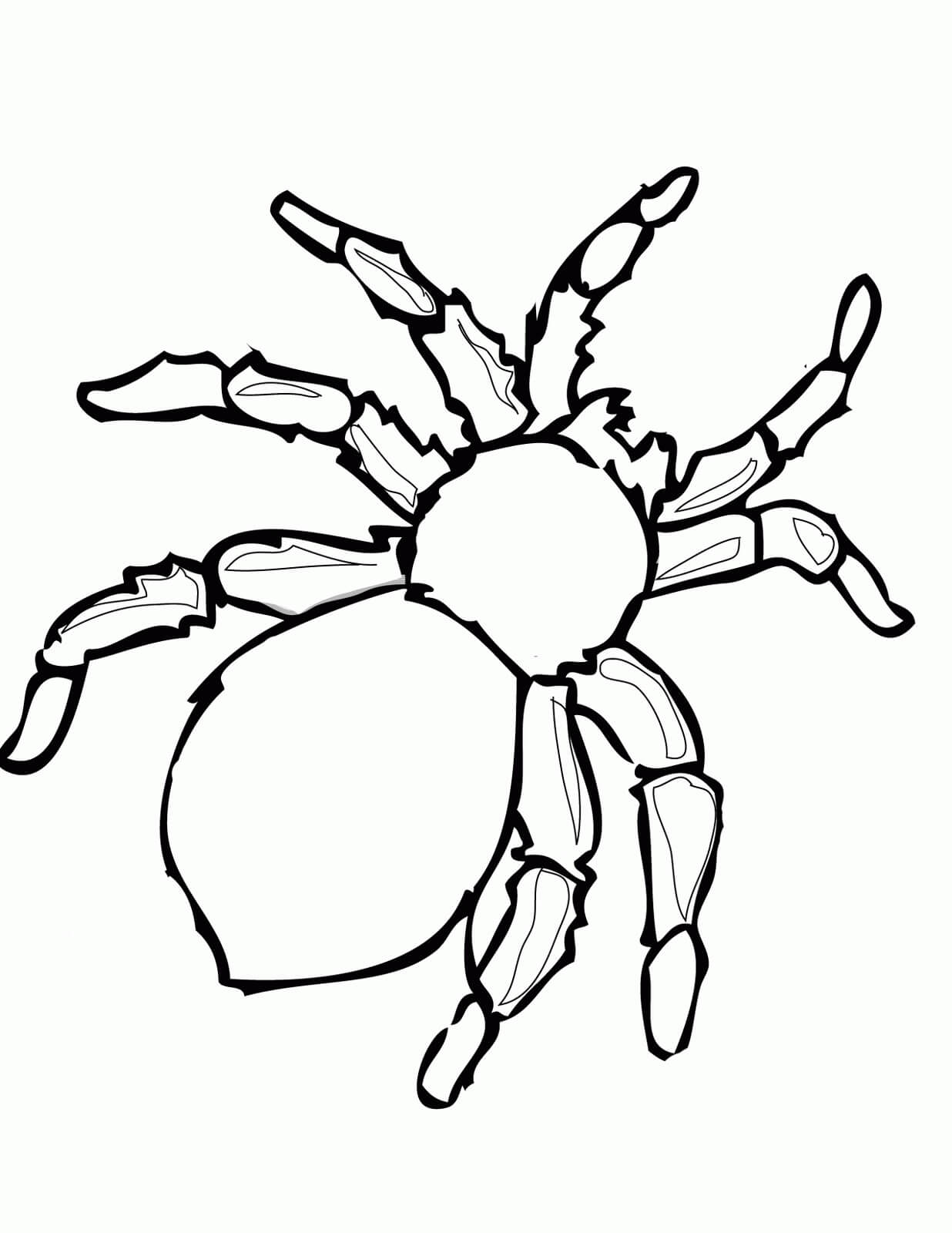 Dibujo de Araña Sencilla para Colorear