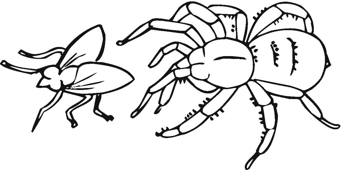 Dibujo de Araña y Mosca para Colorear