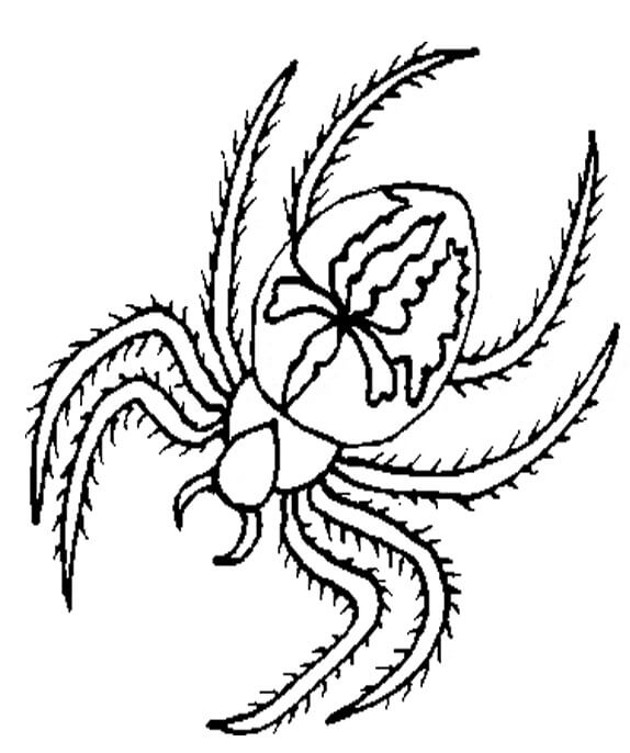 Dibujo de Bonita araña para Colorear