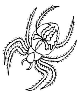 Dibujo de Hermosa araña para Colorear