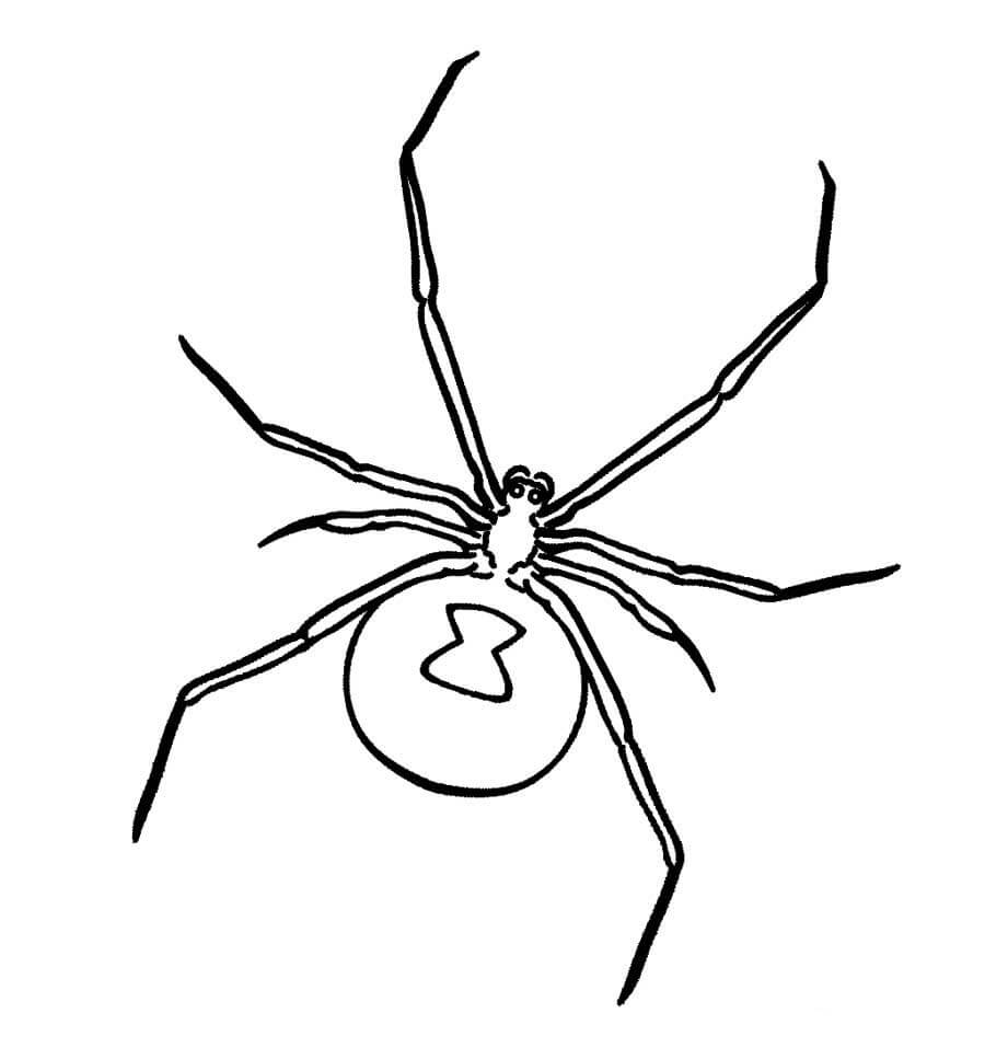 Dibujo de La araña Ha Vuelto para Colorear