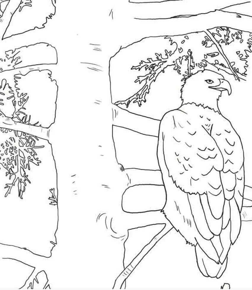 Dibujo de Águila Calva en el árbol para Colorear