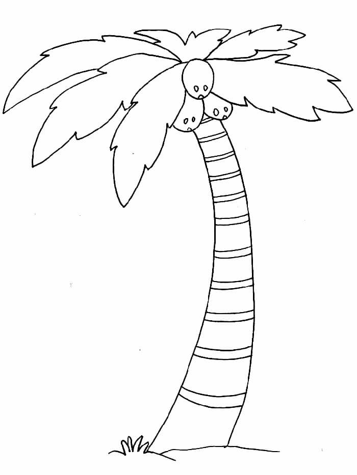Dibujo de Árbol de Coco para Colorear