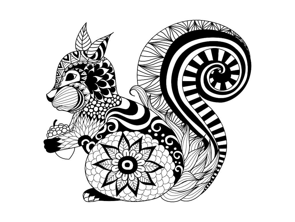 Dibujo de Ardilla Adulto para Colorear
