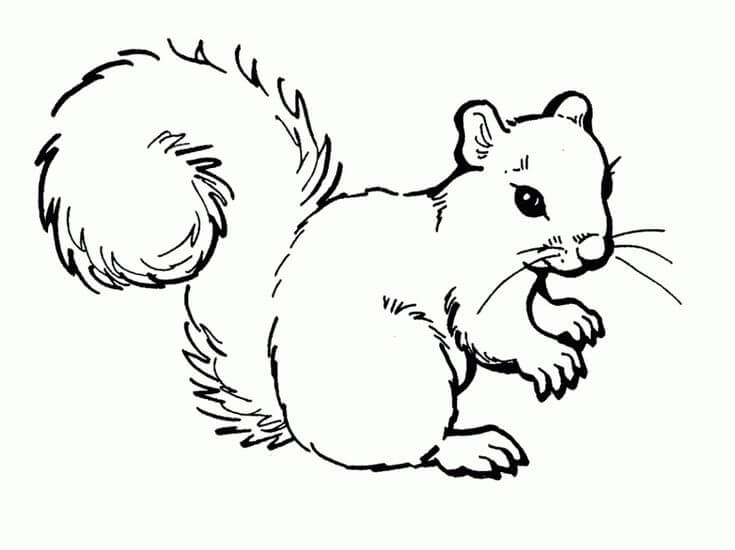 Dibujo de Ardilla Bsica para Colorear