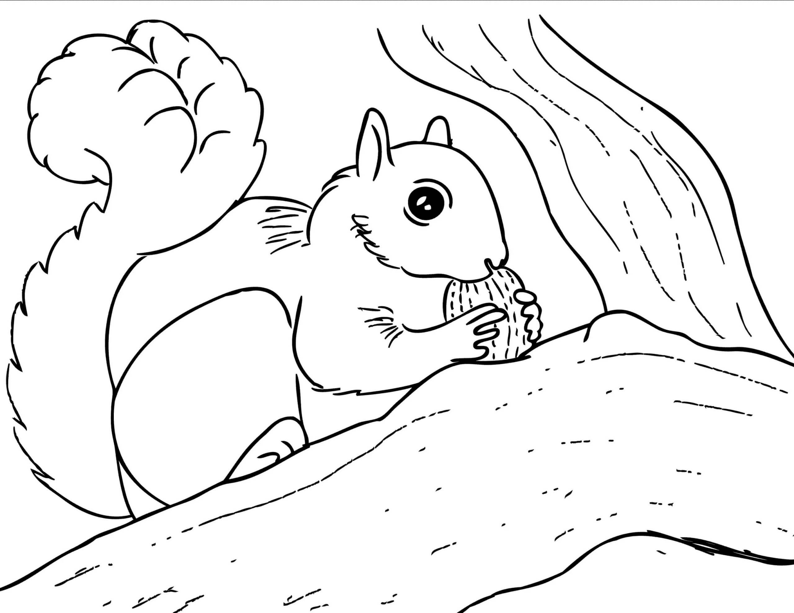 Dibujo de Ardilla Comiendo Bellota 1 para Colorear