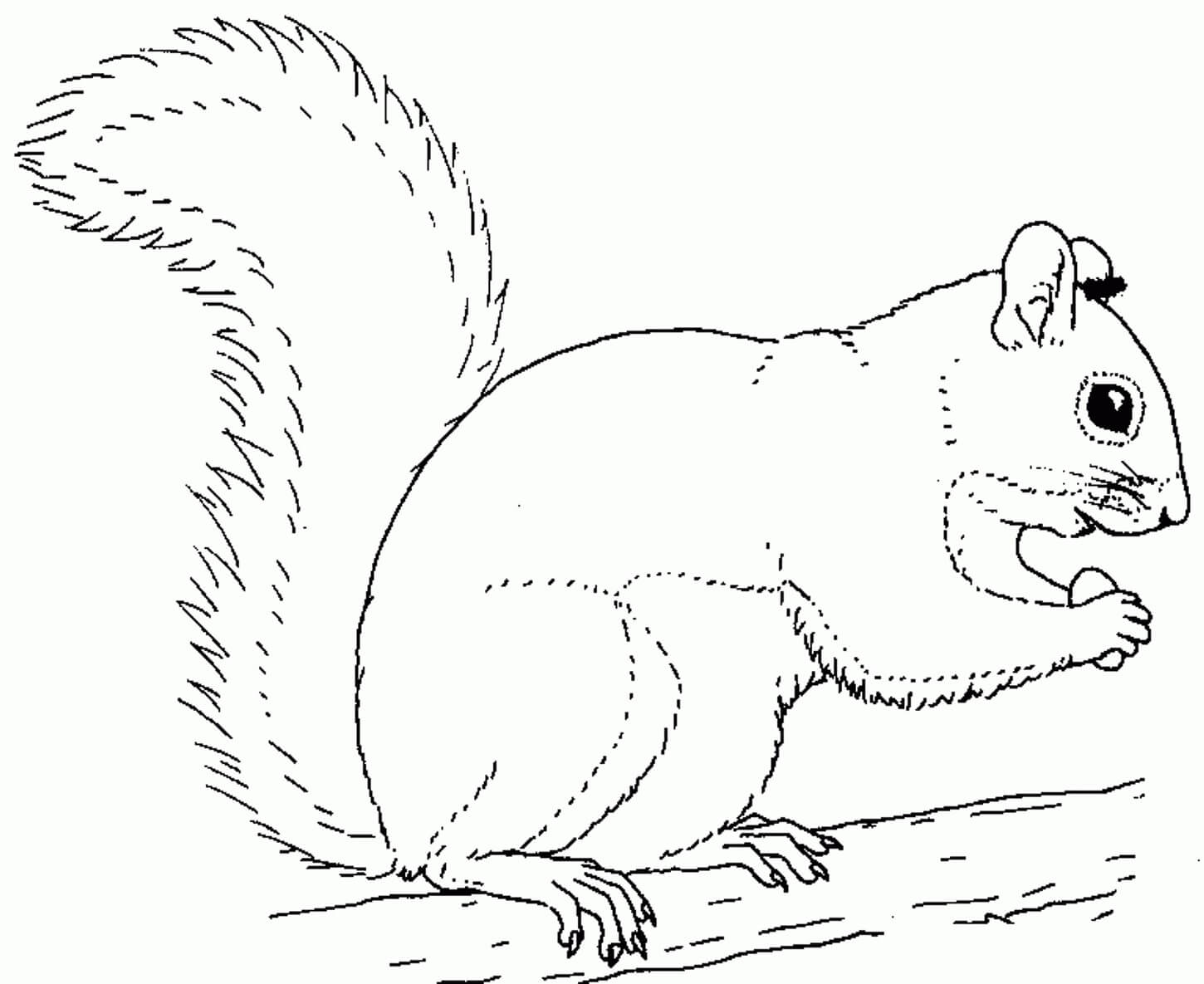 Dibujo de Ardilla Normal para Colorear