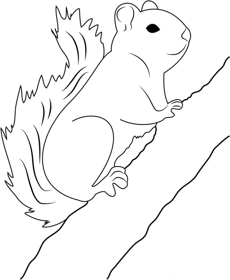 Dibujo de Ardilla Trepando Rama Rbol para Colorear