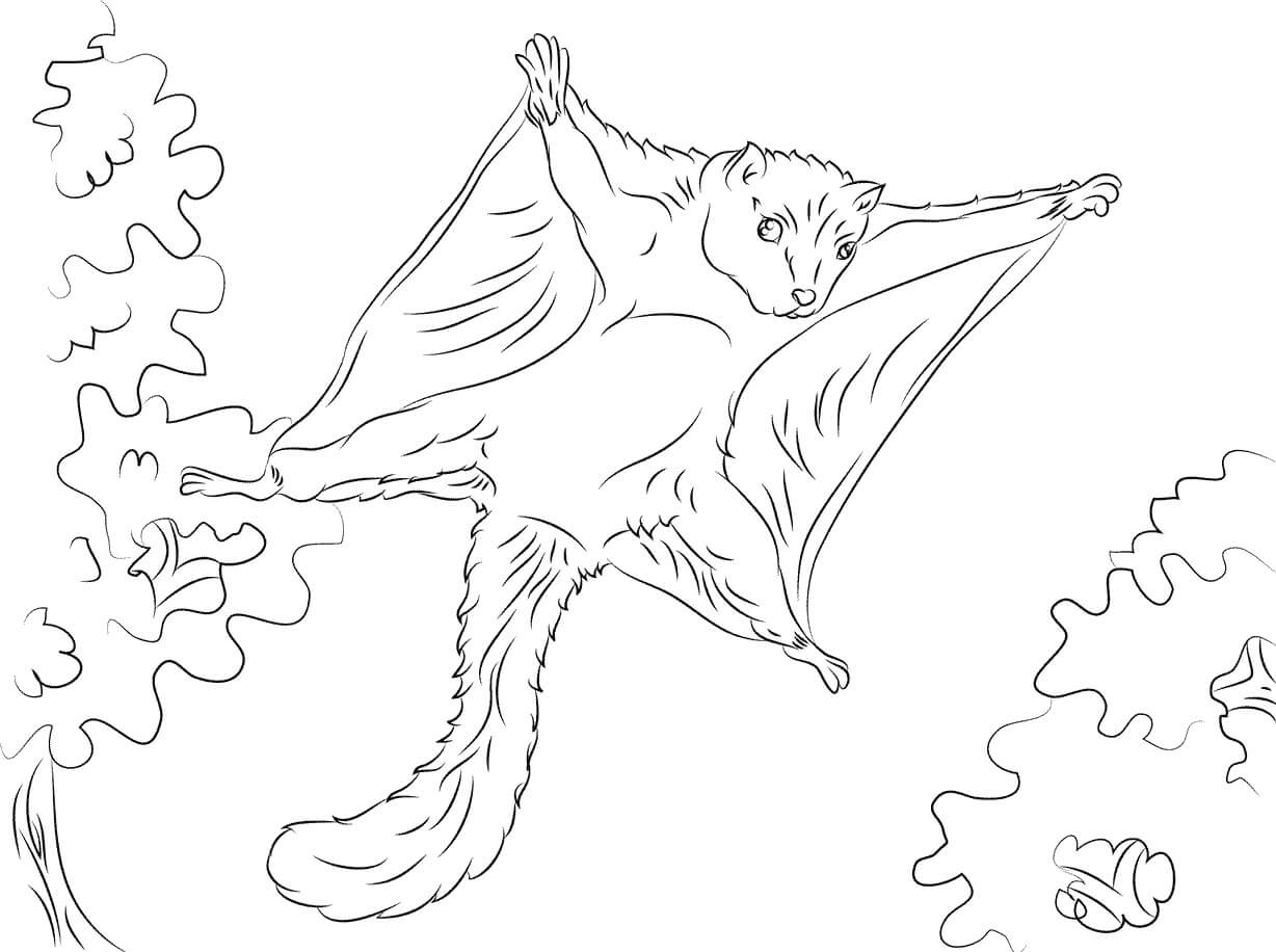 Dibujo de Ardilla Volando para Colorear