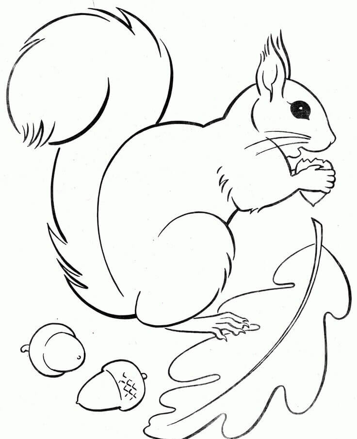 Dibujo de Ardilla y Bellota con Hoja para Colorear