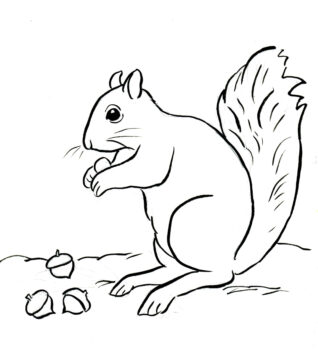 Dibujo de Ardilla y Tres Bellotas Scaled para Colorear