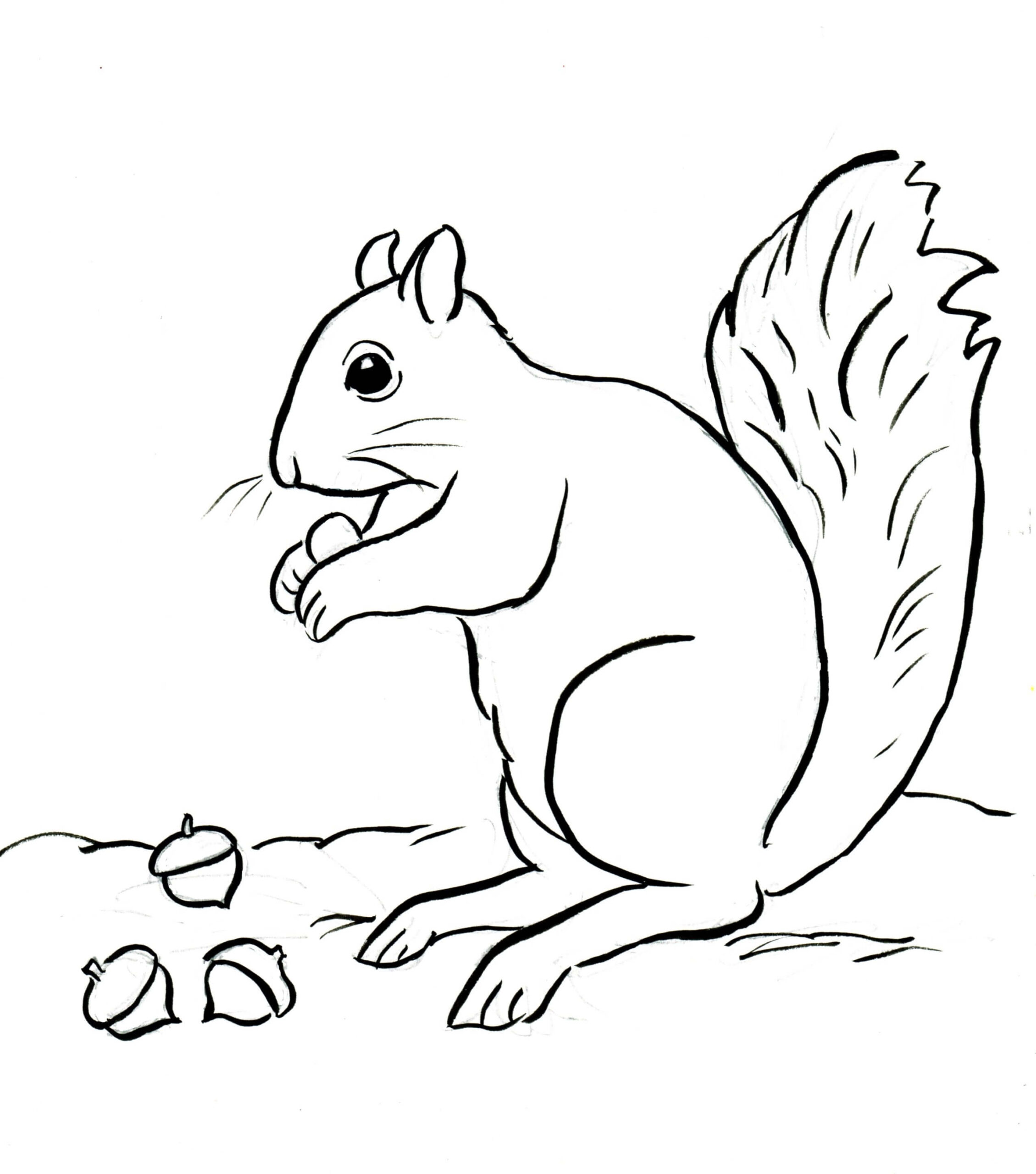 Dibujo de Ardilla y Tres Bellotas Scaled para Colorear