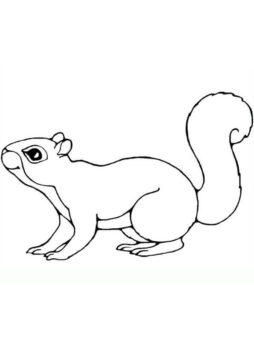 Dibujo de Bonita Ardilla para Colorear