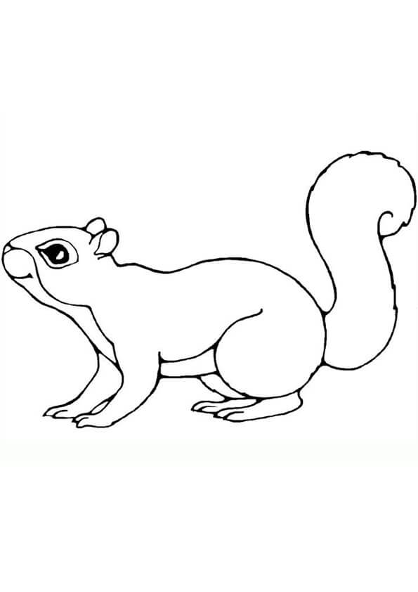 Dibujo de Bonita Ardilla para Colorear