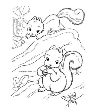 Dibujo de Dos Ardillas para Colorear