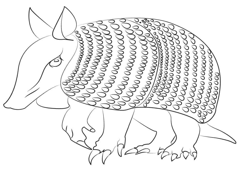 Dibujo de Armadillo 2 para Colorear