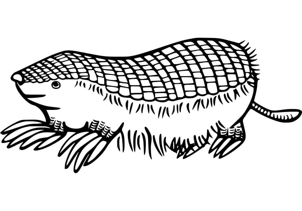 Dibujo de Armadillo Bsico para Colorear