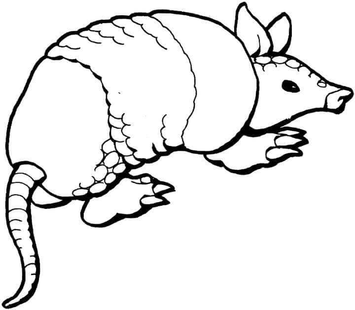 Dibujo de Armadillo Estpido para Colorear