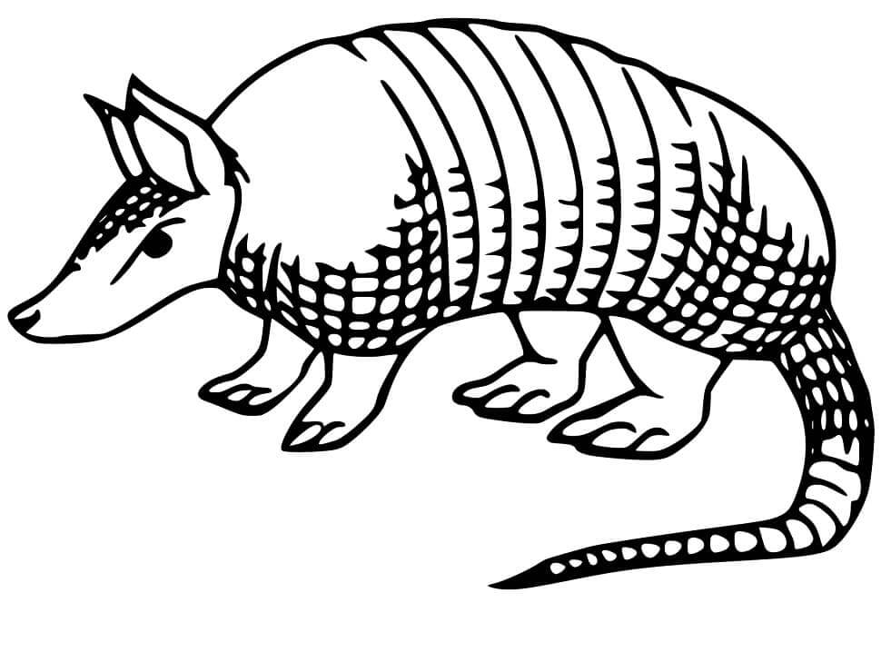 Dibujo de Armadillo Normal para Colorear