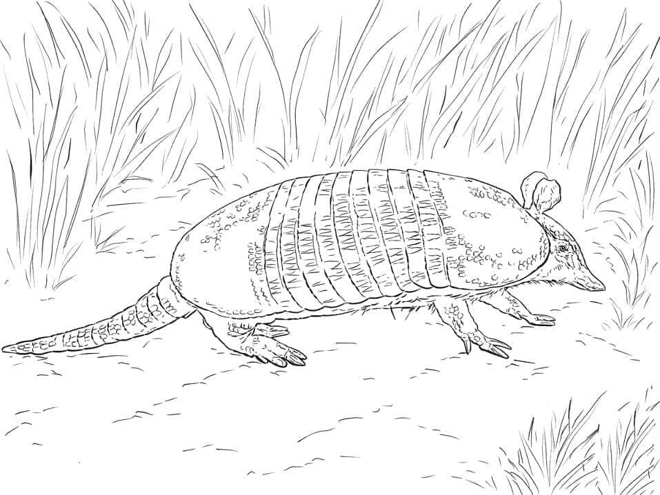 Dibujo de Armadillo Realista de Nueve Bandas para Colorear