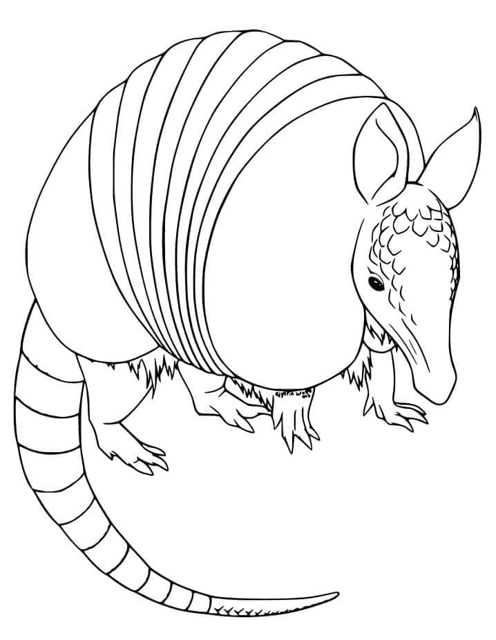 Dibujo de Armadillo Simple para Colorear