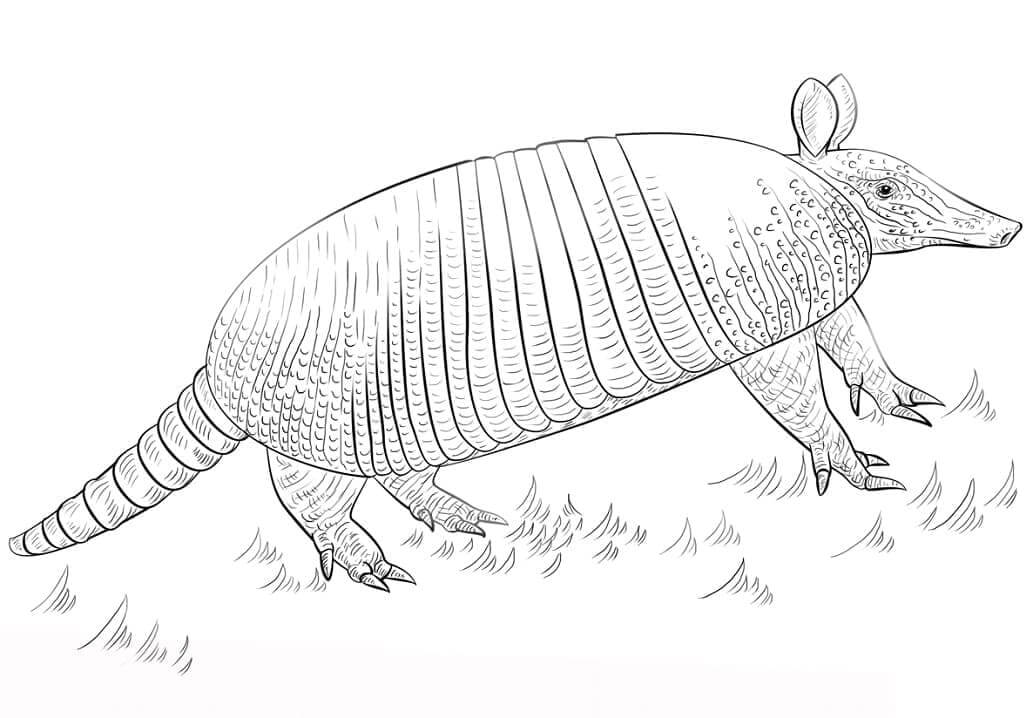 Dibujo de Armadillo de Nueve Bandas Gratis para Colorear