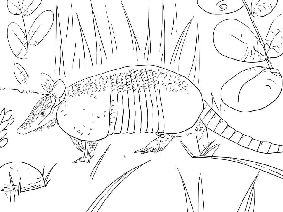 Dibujo de Armadillo de Nueve Bandas para Colorear