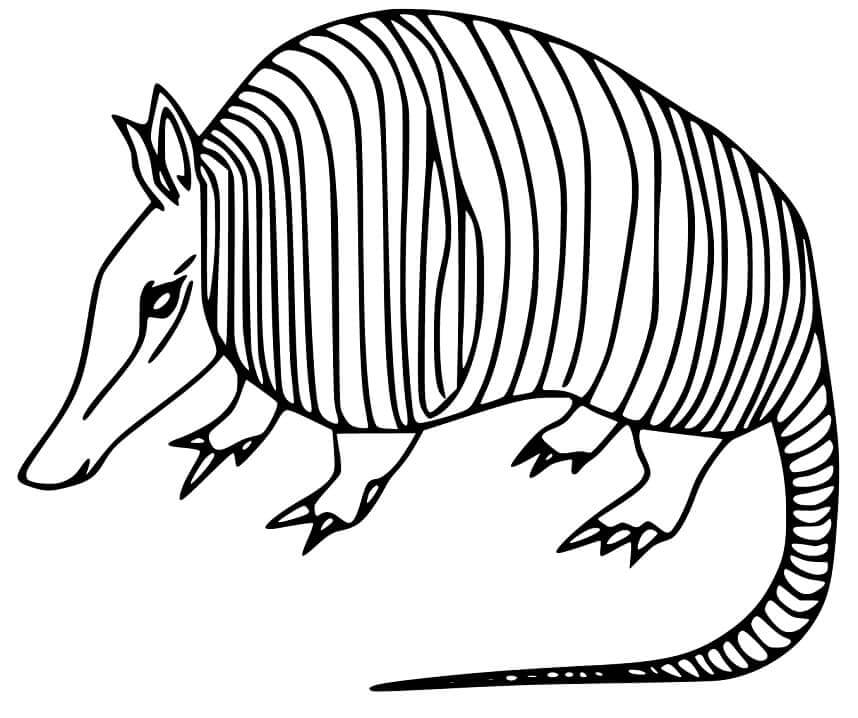 Dibujo de Buen Armadillo para Colorear