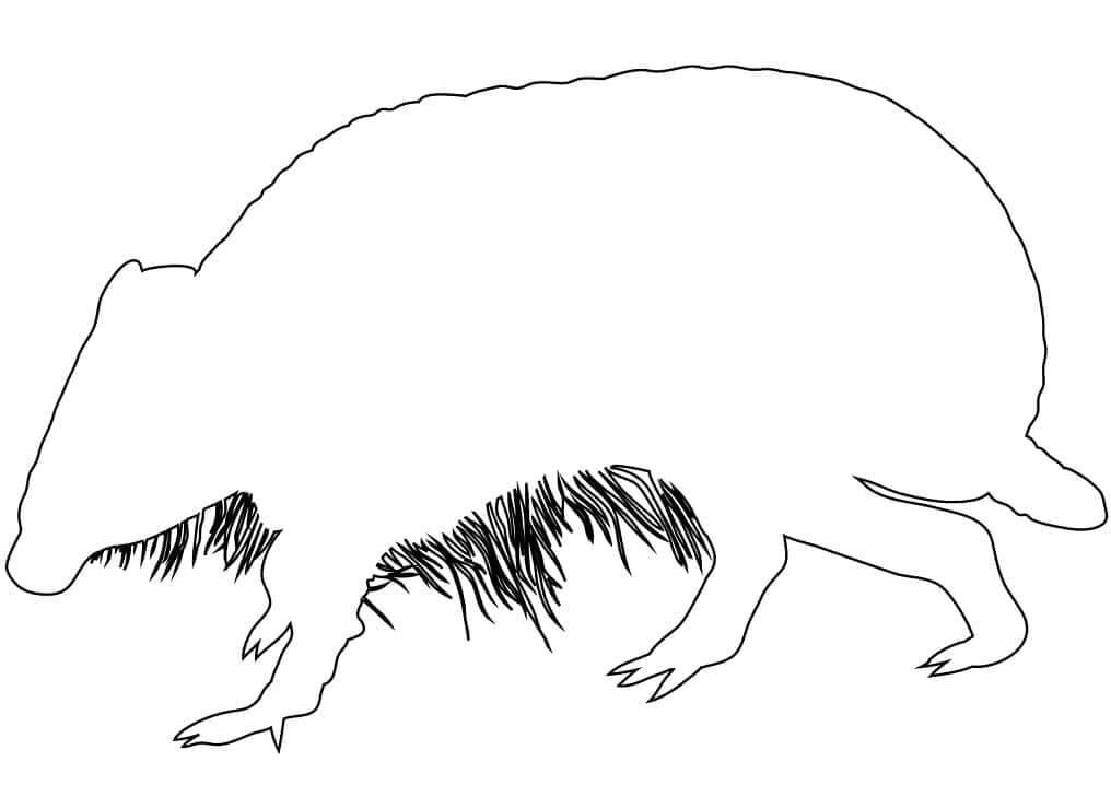 Dibujo de Esquema de Armadillo para Colorear