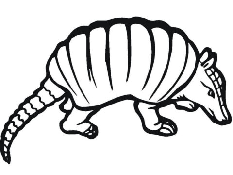 Dibujo de Hermoso Armadillo para Colorear