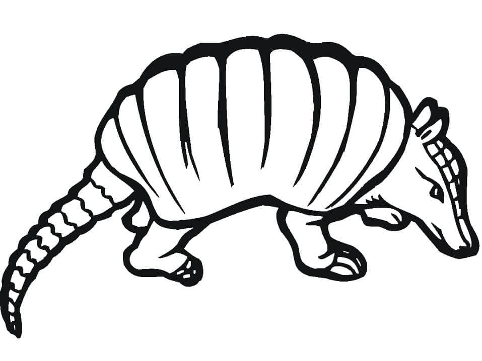 Dibujo de Hermoso Armadillo para Colorear