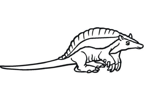Dibujo de Pequeo Armadillo para Colorear