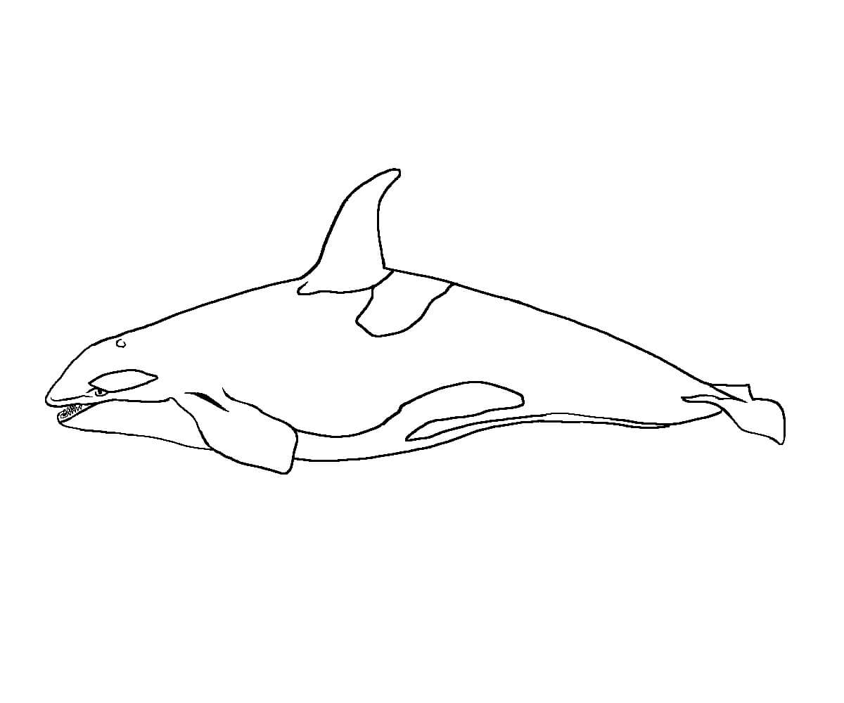 Dibujo de Ballena Asombrosa para Colorear