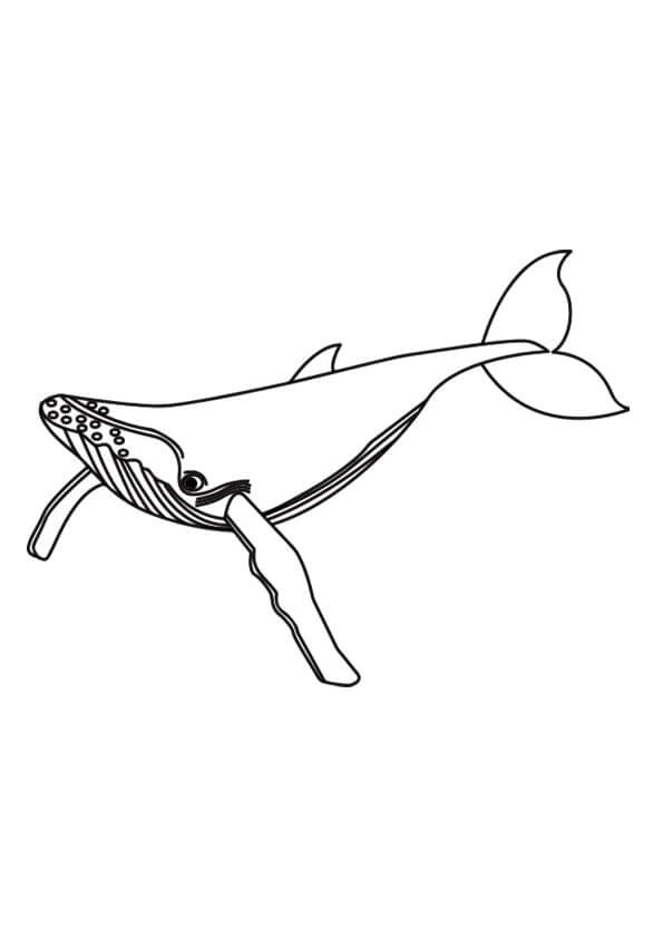 Dibujo de Ballena Azul para Colorear