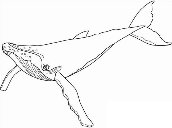 Dibujo de Ballena Jorobada para Colorear