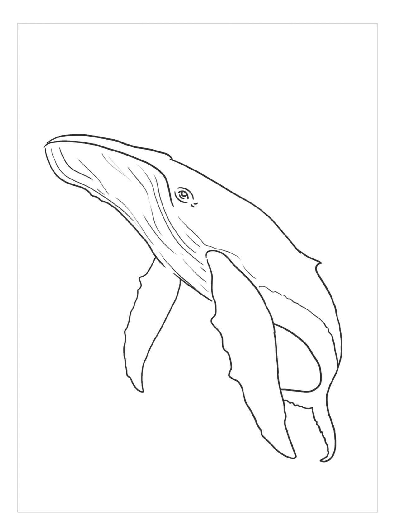 Dibujo de Ballena Libre para Colorear