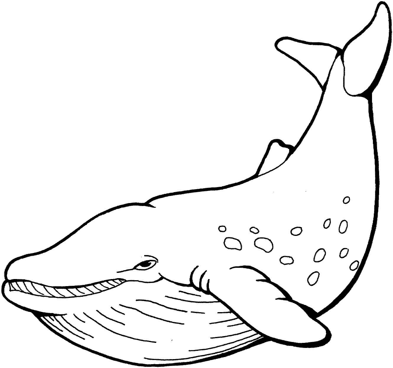 Dibujo de Ballena Sencilla para Colorear