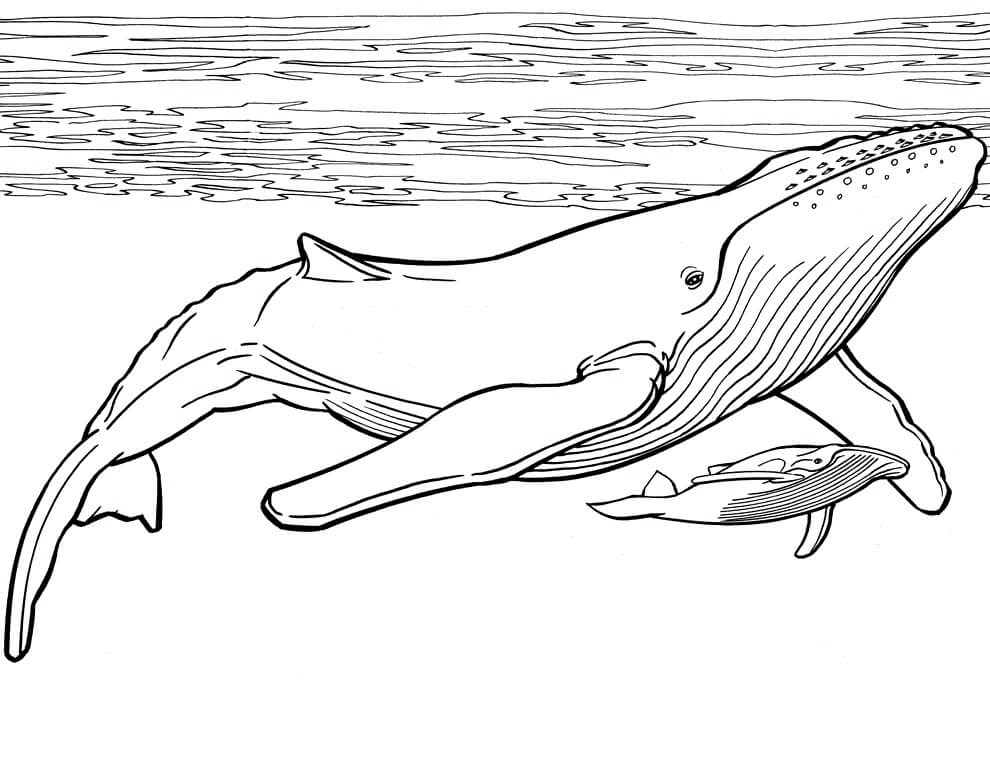 Dibujo de Ballena Madre y Ballena bebé para Colorear