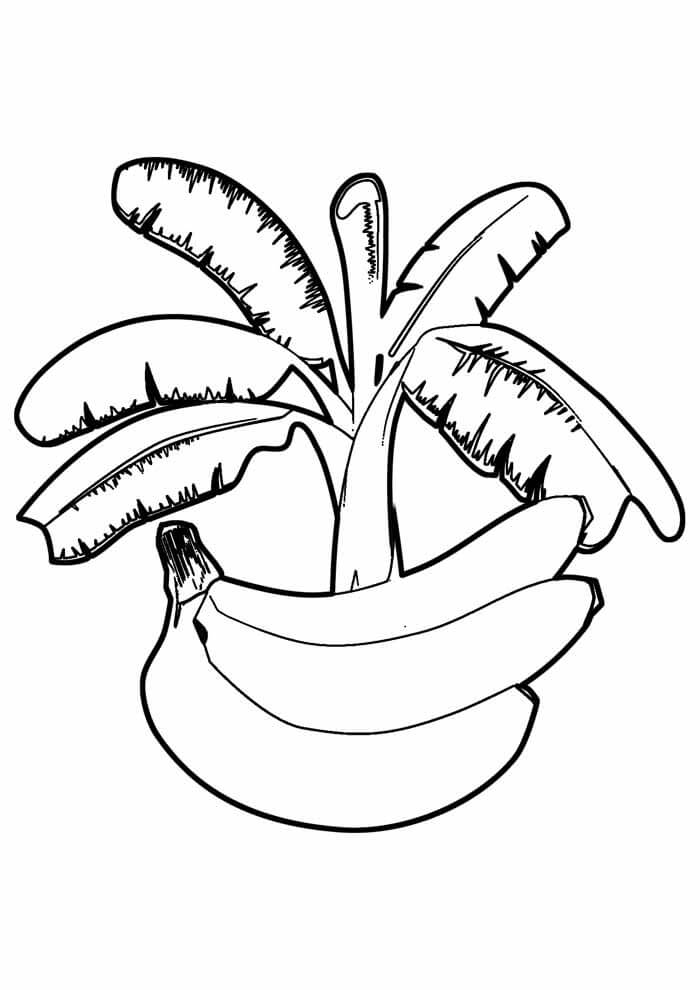 Dibujo de Platano con árbol de Platano para Colorear
