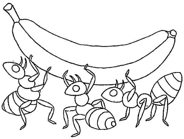 Dibujo de Platano en Hormiga para Colorear