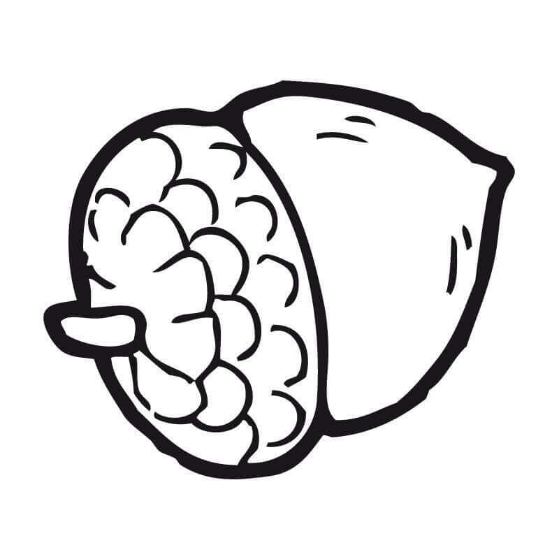 Dibujo de Bellota Normal para Colorear