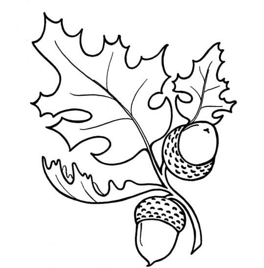 Dibujo de Dos Bellota con Hoja para Colorear