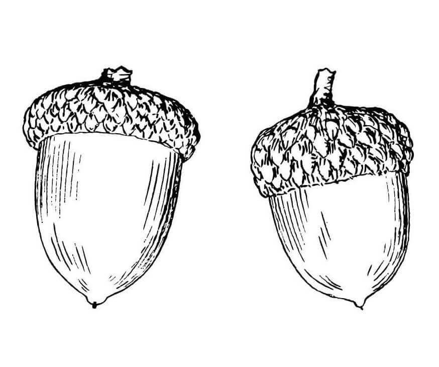 Dibujo de Dos Bellotas para Colorear
