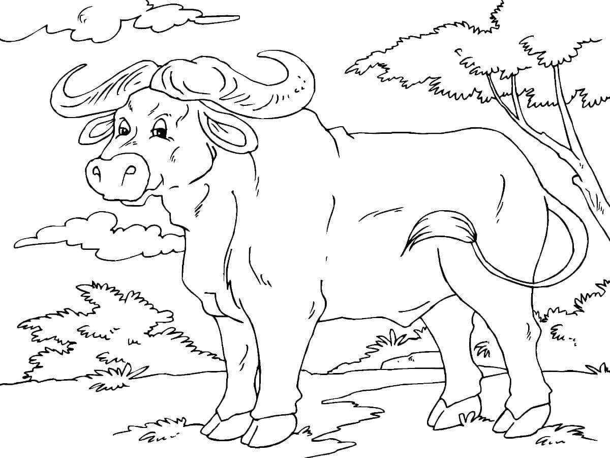 Dibujo de Bonito Bufalo para Colorear