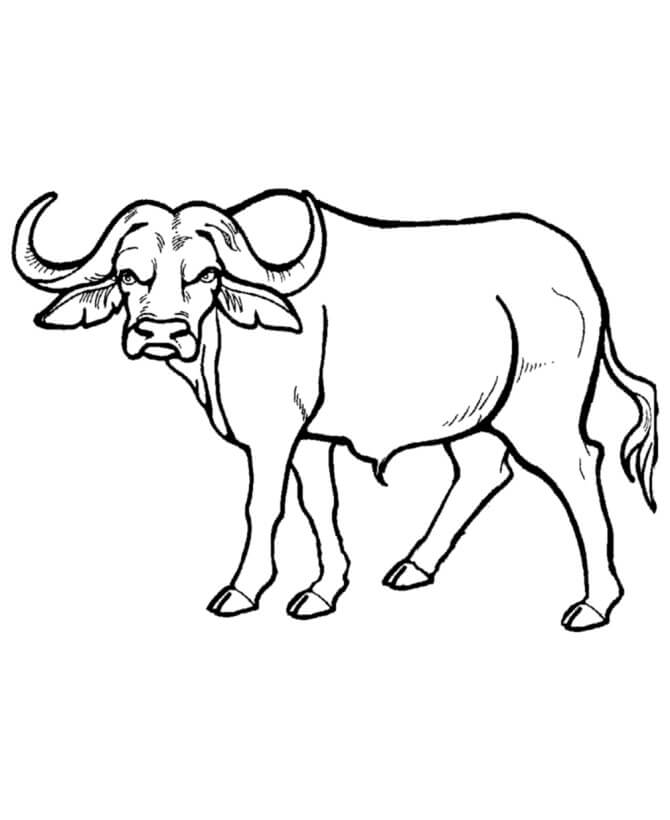 Dibujo de Buen Bufalo para Colorear