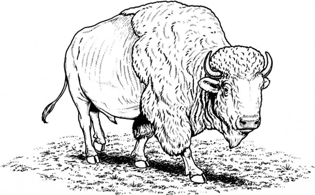 Dibujo de Bufalo básico para Colorear
