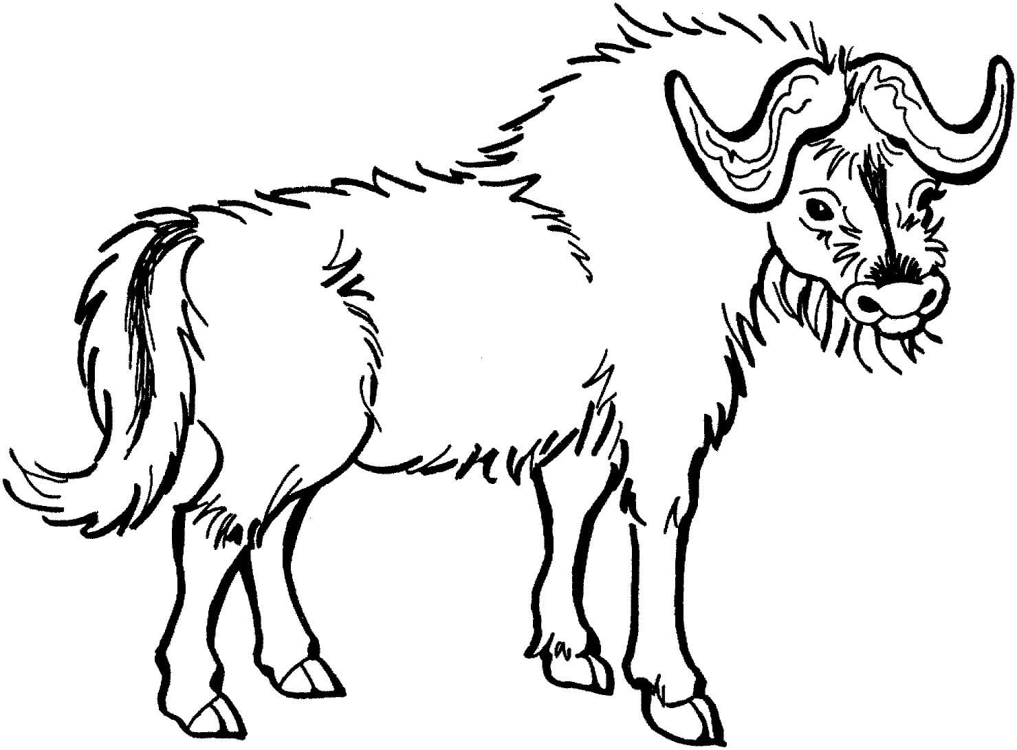 Dibujo de Bufalo Dibujar a Mano para Colorear