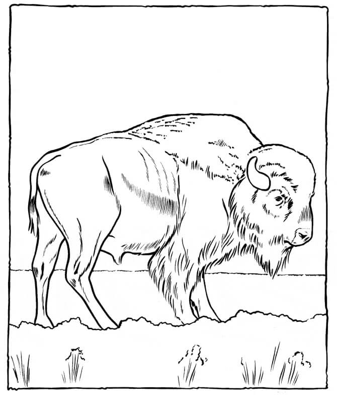 Dibujo de Bufalo Increible para Colorear