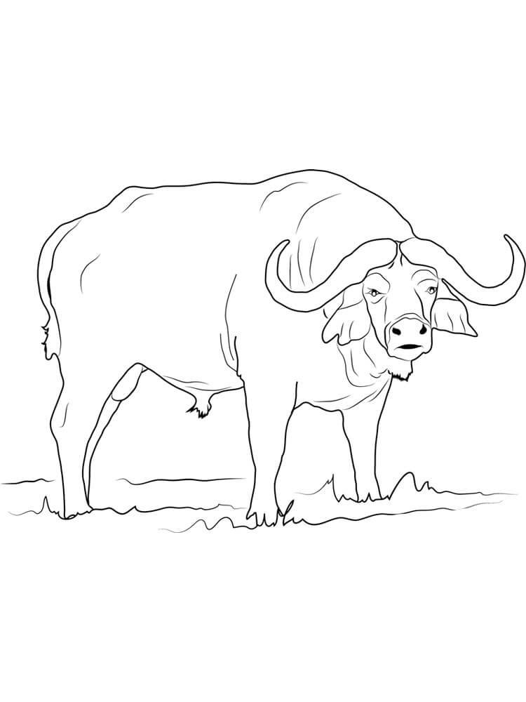 Dibujo de Bufalo Libre para Colorear
