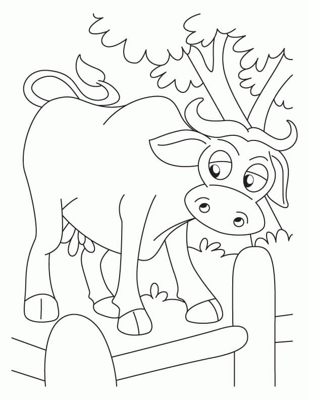 Dibujo de Bufalo Lindo para Colorear
